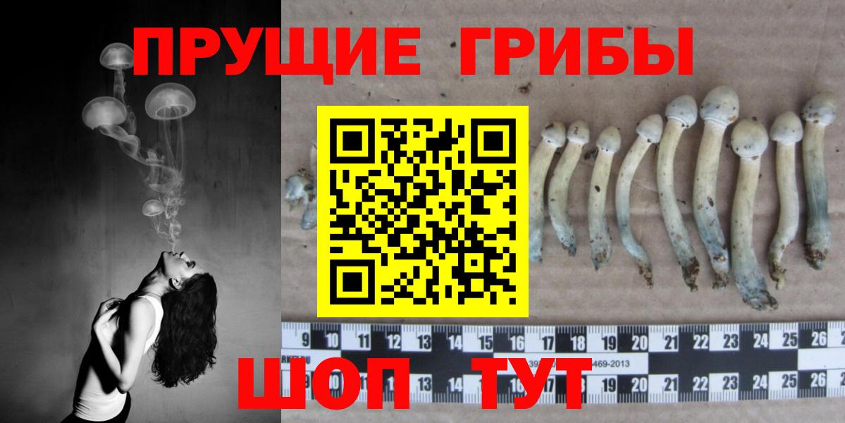 Буйнакск  Псилоцибиновые грибы прущие грибы  Псилоцибиновые грибы Psilocybe  Вход с VPN 